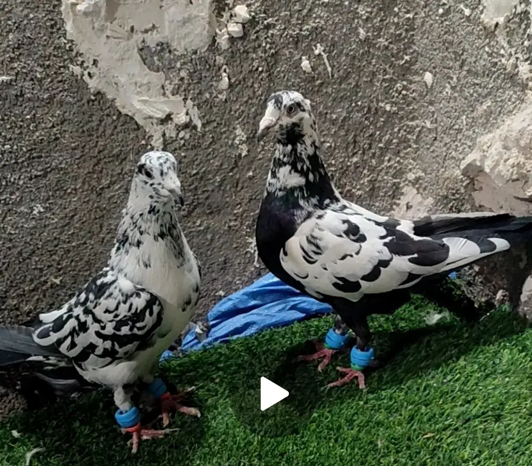 پرنده خوشکل|پرنده|انابد, |دیوار