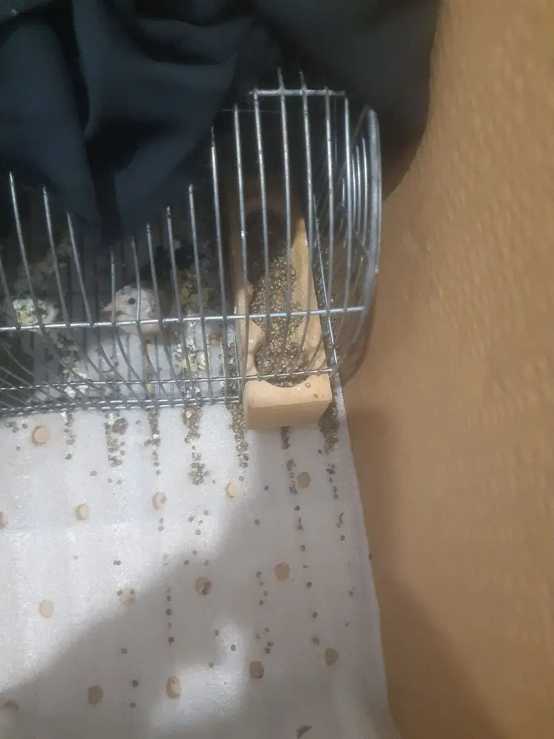 قناری پرتغالی معاوضه|پرنده|شیراز, گلشن|دیوار