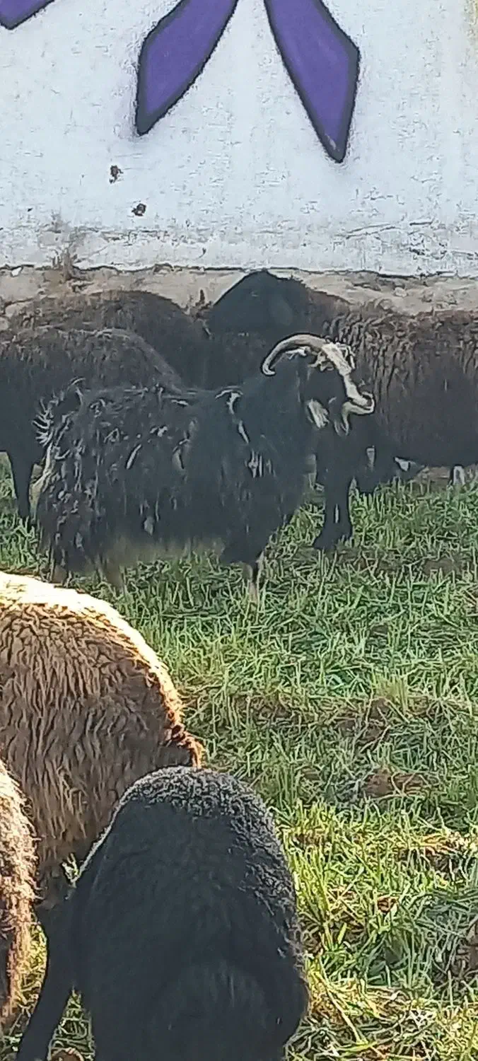 ،بز|حیوانات مزرعه|پیشوا, |دیوار