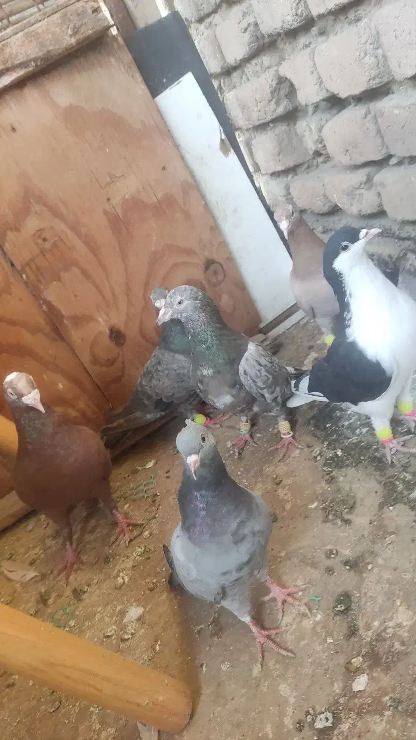 چندتا کفتر نر|پرنده|قزوین, |دیوار