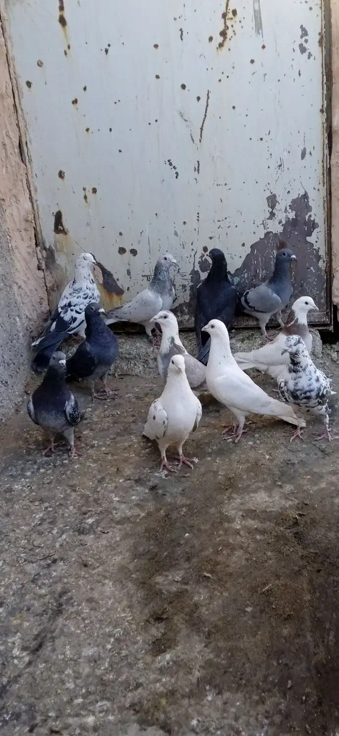 کبوتر|پرنده|سبزوار, کلاته سیفر|دیوار