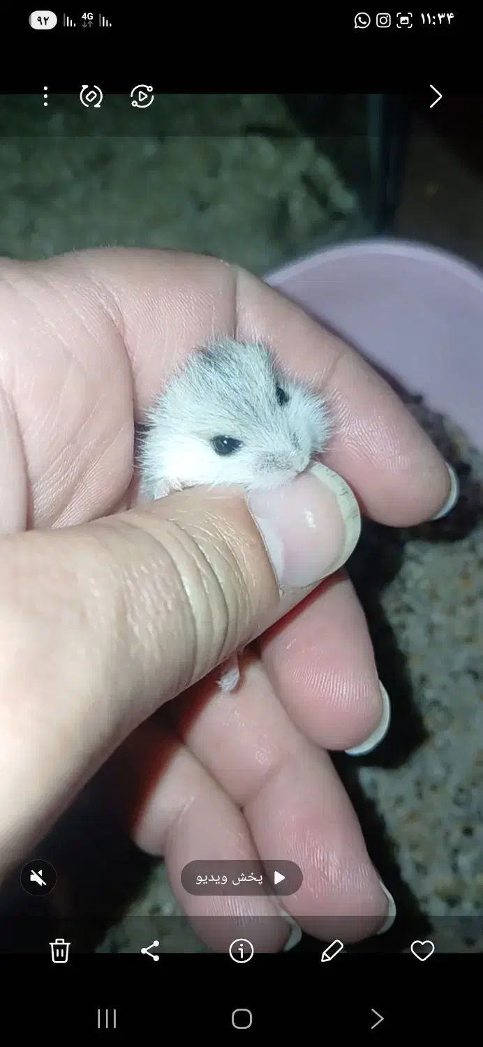 همستر|موش و خرگوش|یزد, |دیوار