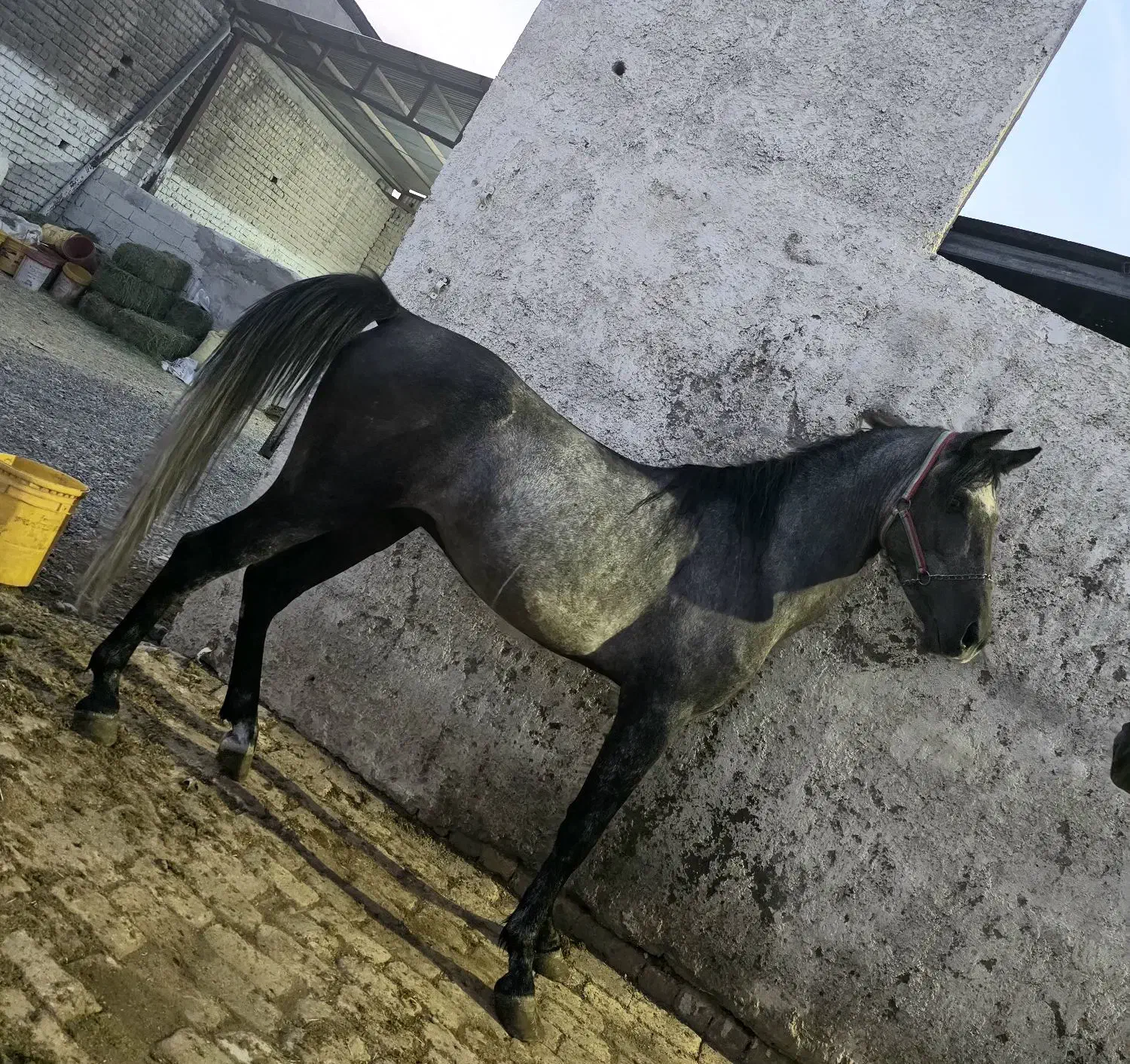 دوعدداسب نریون دره شور و کرد|اسب و تجهیزات اسب‌سواری|قم, جمکران|دیوار