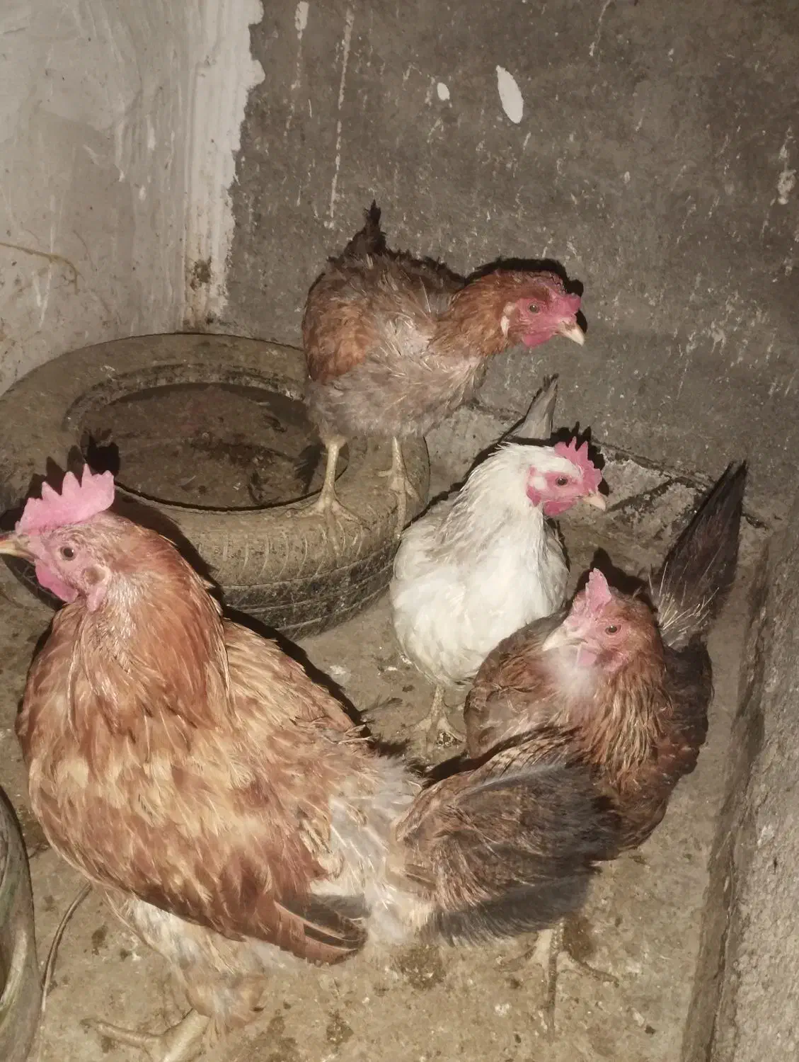 مرغ تخمگذار|حیوانات مزرعه|باقرشهر, |دیوار