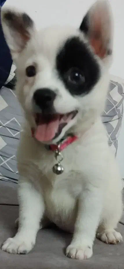 توله پامر اشپیتز|سگ|بابل, |دیوار