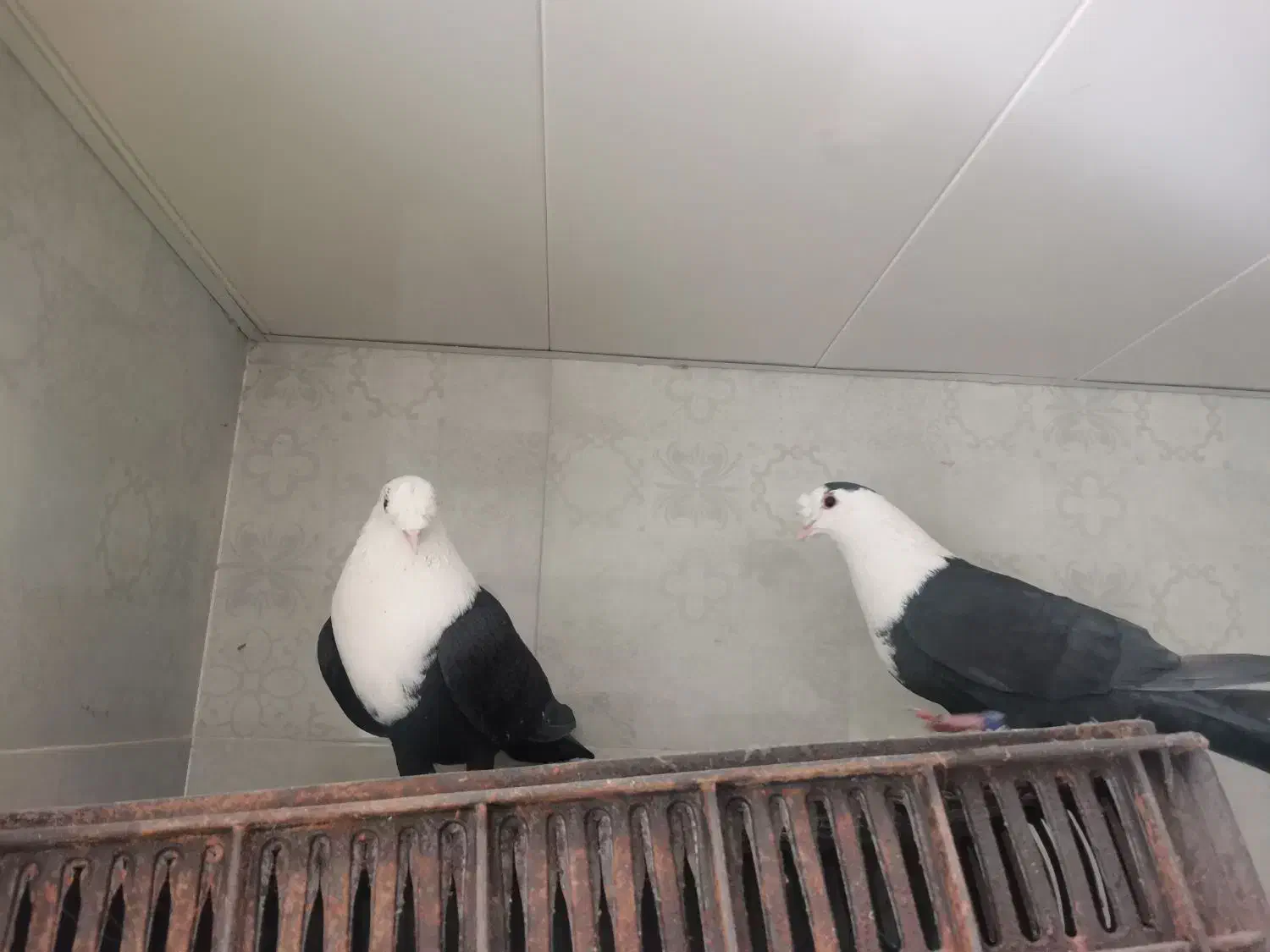 کله سفید|پرنده|شیراز, گویم|دیوار