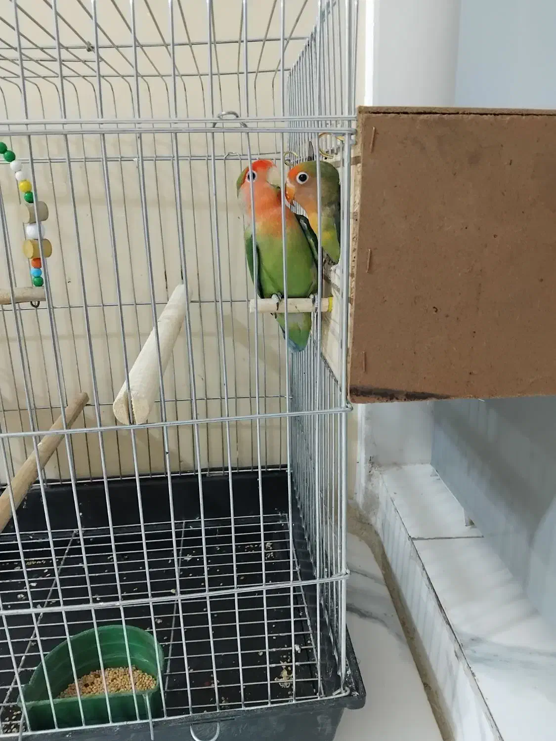 طوطی برزیلی|پرنده|پاکدشت, پاکدشت (مامازند)|دیوار