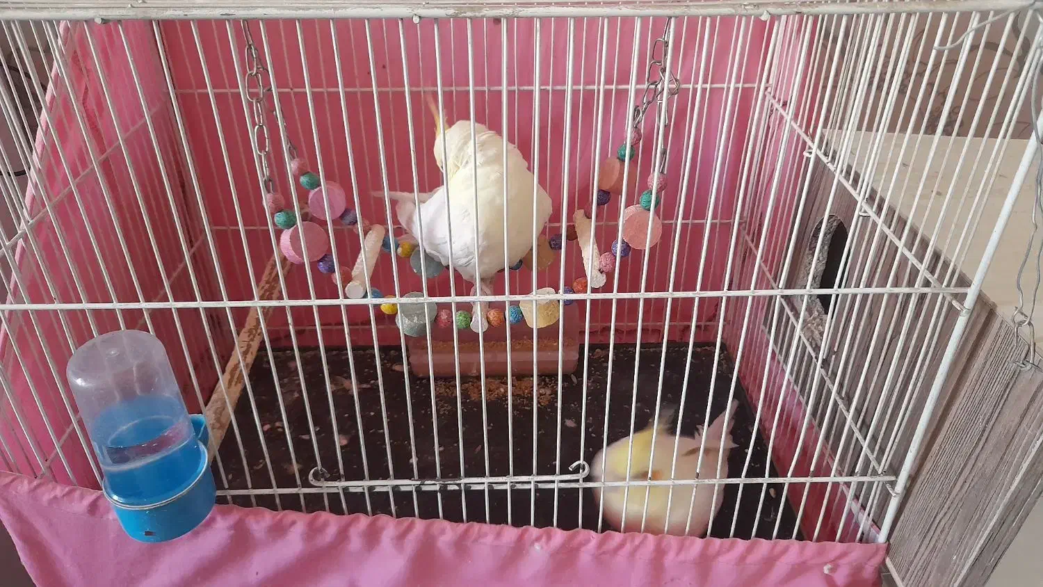 عروس هلندی|پرنده|طرقبه, |دیوار