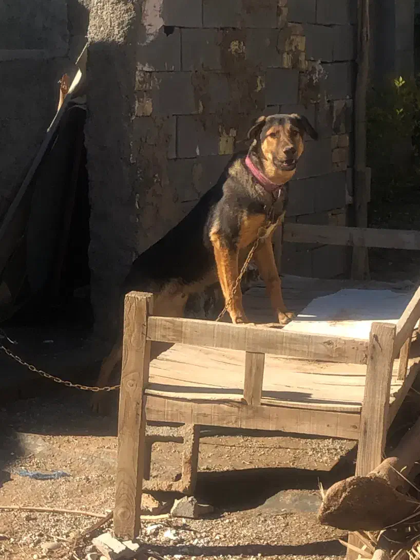 سگ نر|سگ|فسا, |دیوار