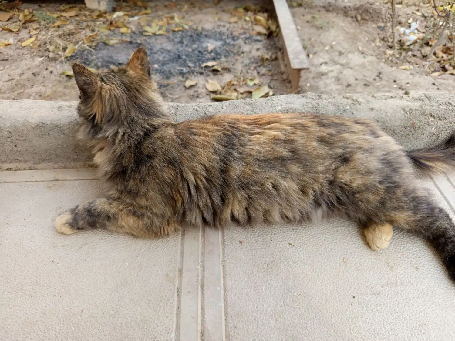 یک گربه پرشین زیبا و آرام|گربه|مشهد, کوثر|دیوار