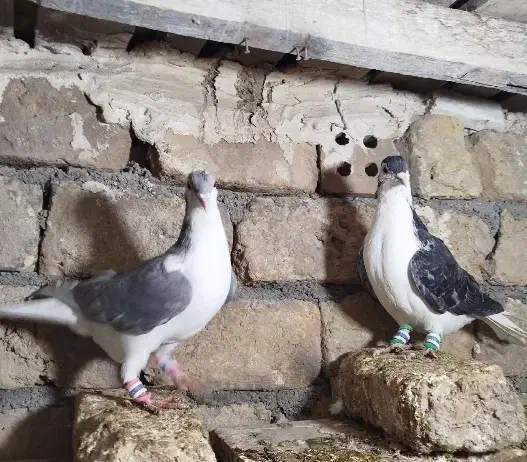 کبوتر|پرنده|آشخانه, |دیوار