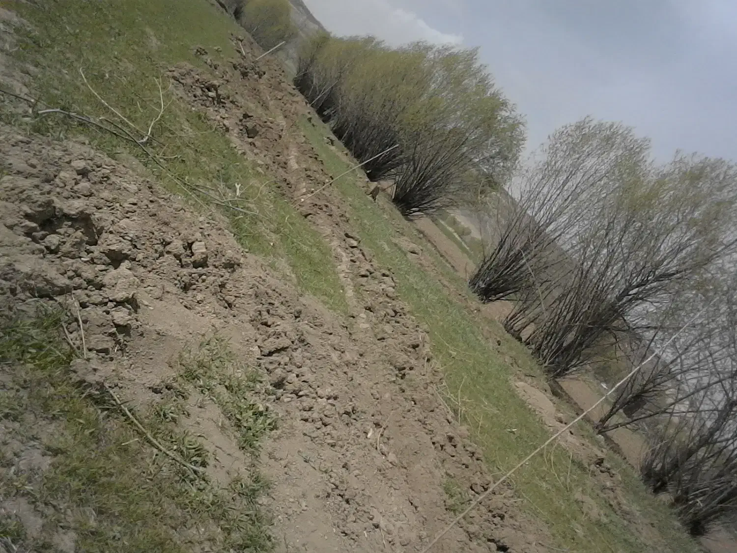 باغبانی و درختکاری|خدمات باغبانی و درختکاری|اردبیل, |دیوار