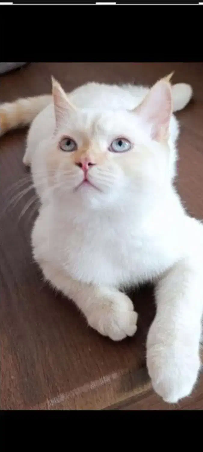 گربه بریتیش|گربه|بندرعباس, |دیوار