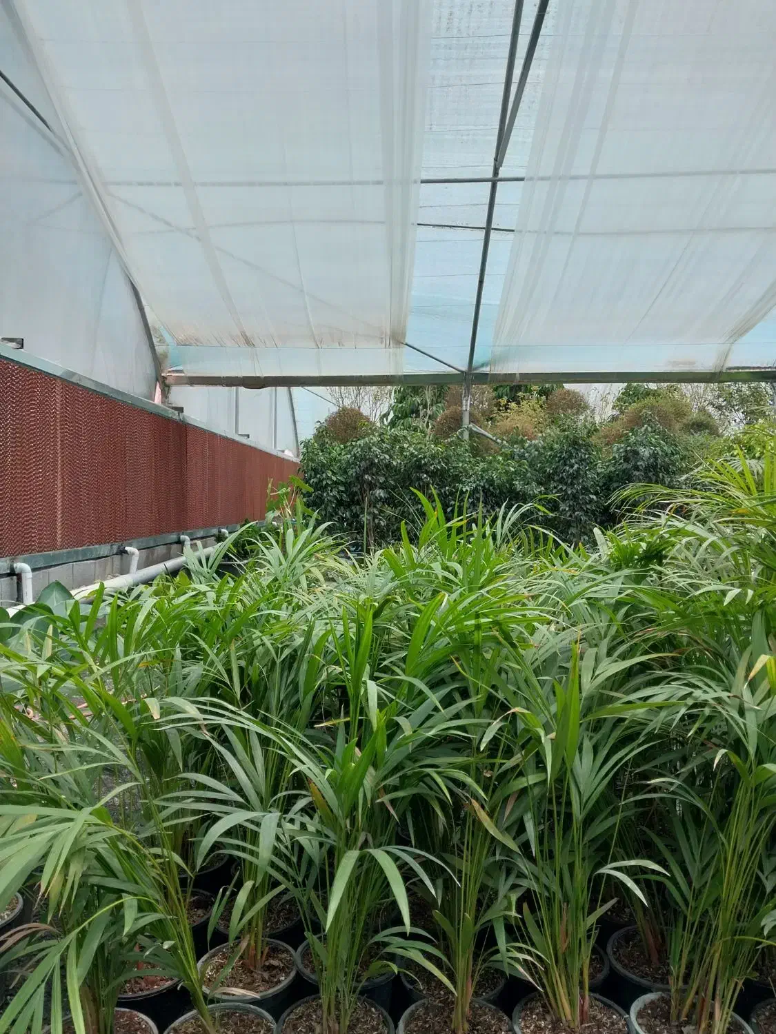 فرصت شراکت و سرمایه گذاری در گلخانه اماده|اجارهٔ دفتر صنعتی، کشاورزی، تجاری|مشهد, امیریه|دیوار