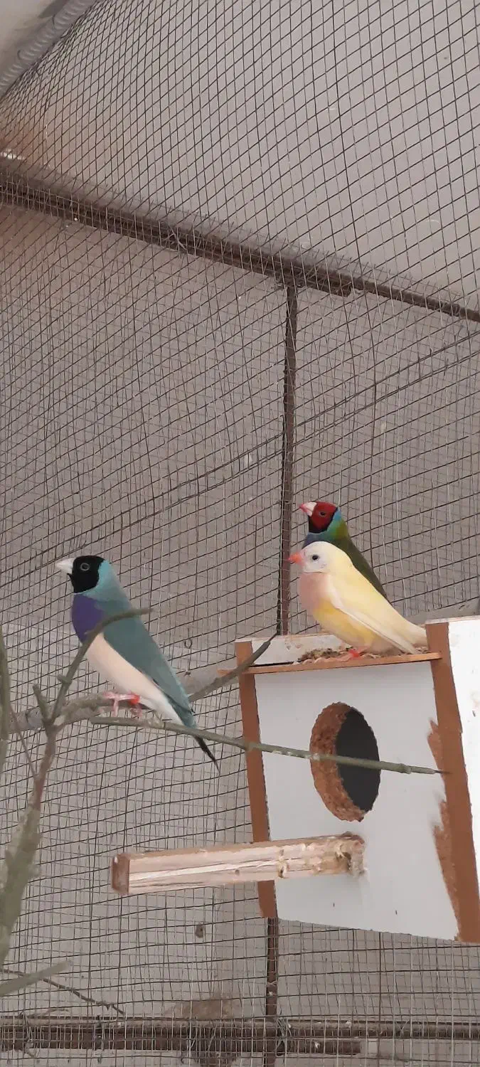 فنچگلدین|پرنده|خورموج, |دیوار