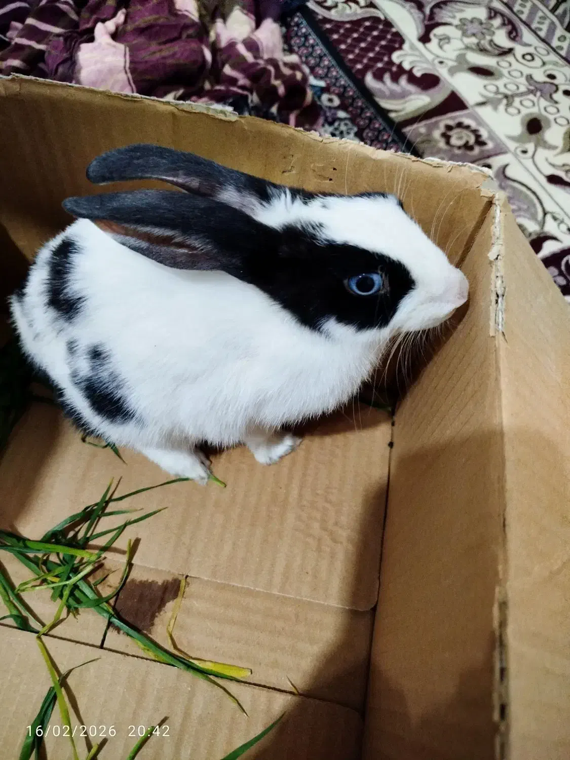 خرگوش|موش و خرگوش|یزد, |دیوار