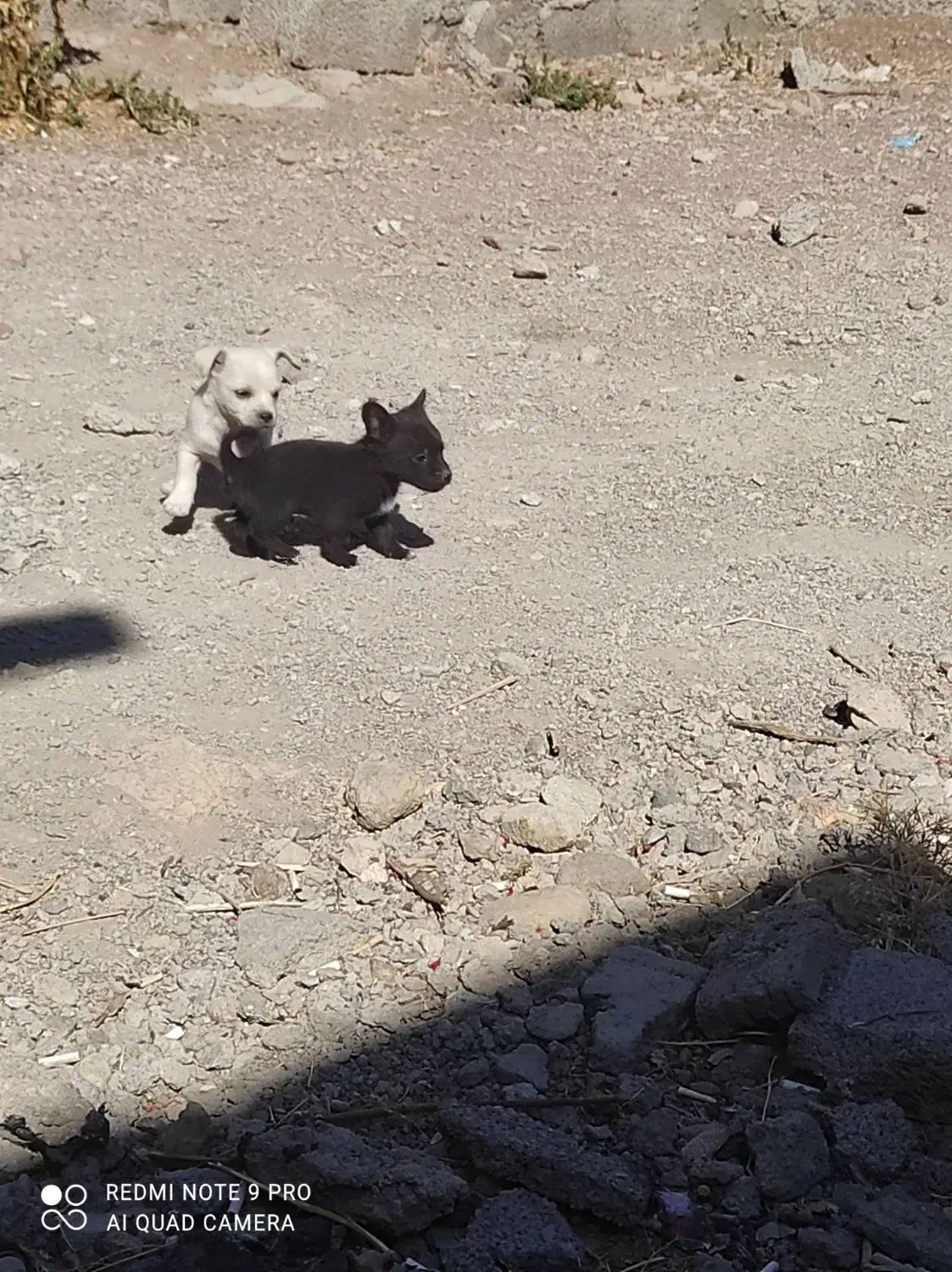 توله سرابی|سگ|آذرشهر, |دیوار