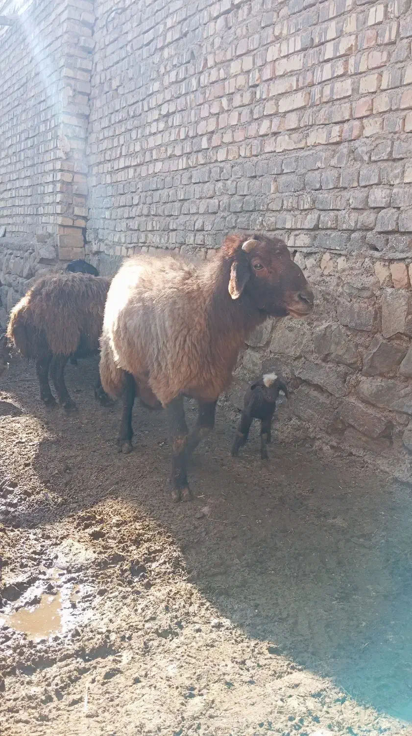 750|حیوانات مزرعه|اسفراین, |دیوار