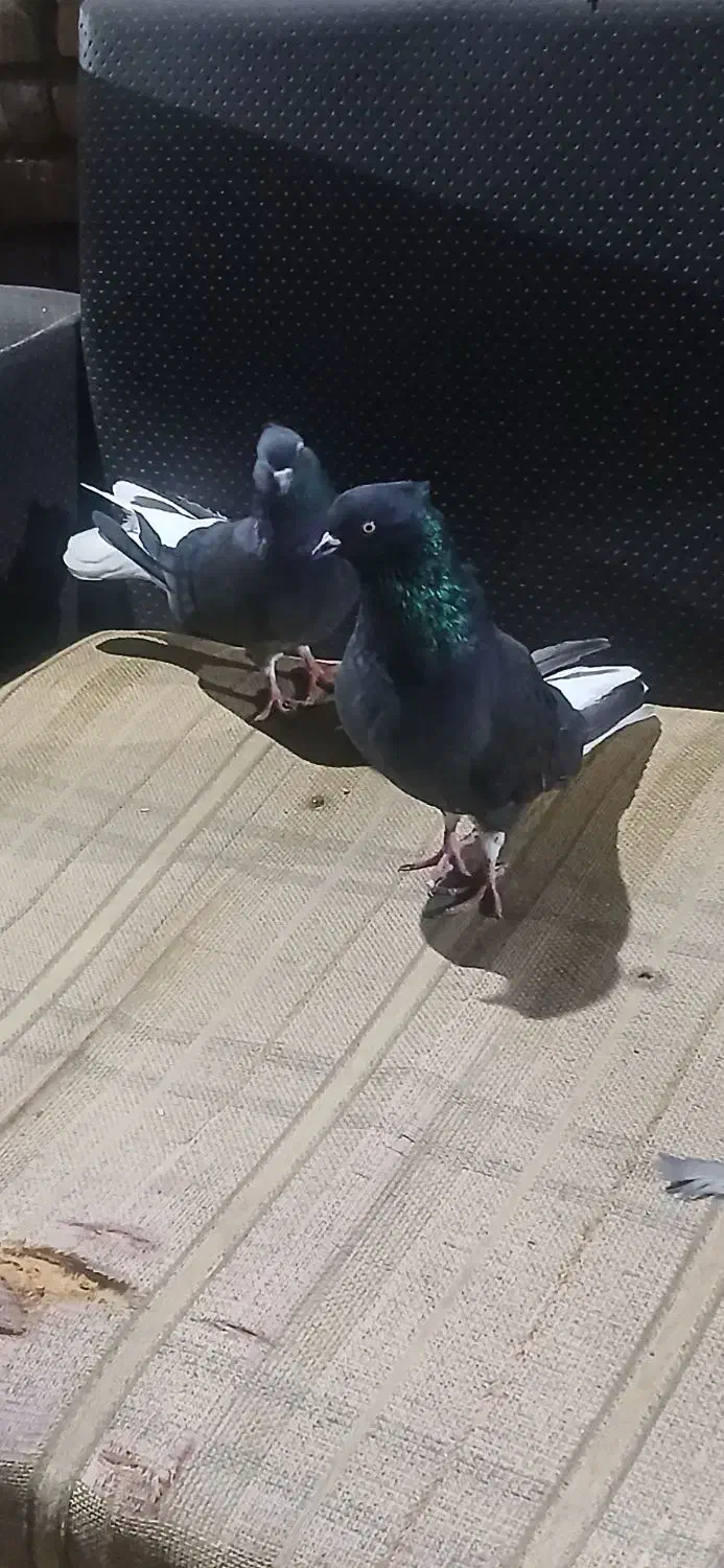 کبوتر رنگی زاغ دم سفید|پرنده|سوسنگرد, |دیوار