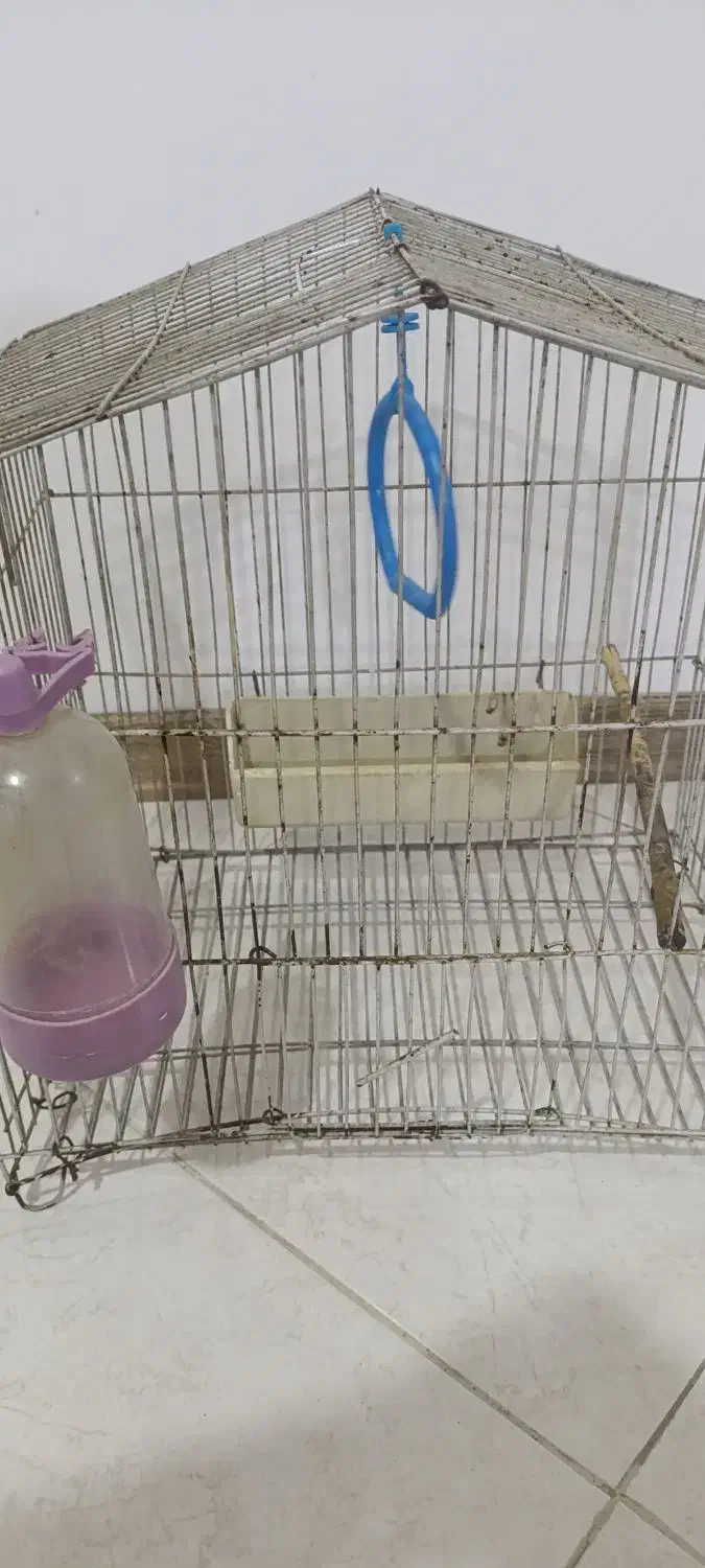 قفس|لوازم جانبی حیوانات|قدس, شهر‌قدس|دیوار