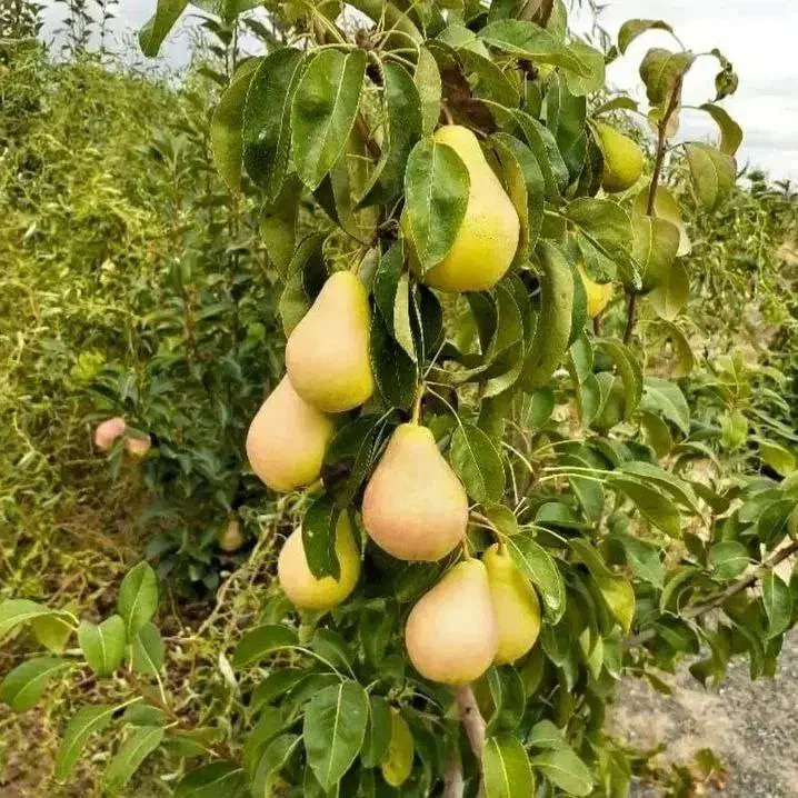 نهالستان گردو و ارقام میوه های پربار و دیرگل پالیز|خدمات باغبانی و درختکاری|بندر گز, |دیوار