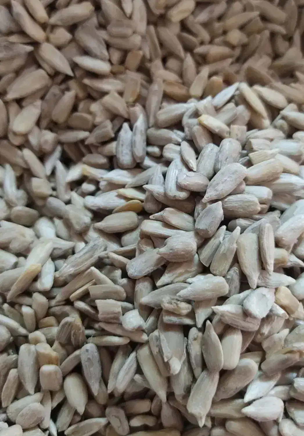 مغز تخمه  گل افتاب|خوردنی و آشامیدنی|قم, مسجد امام حسن|دیوار