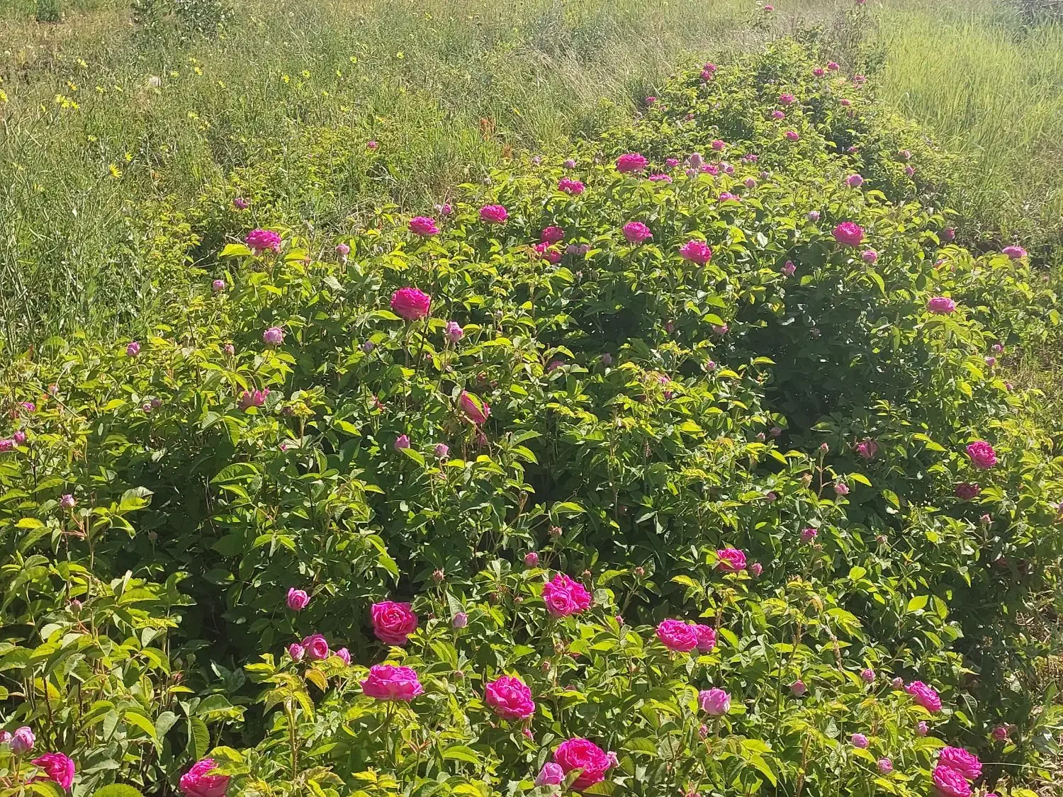 ریشه گل محمدی|گل و گیاه طبیعی|صفائیه, |دیوار