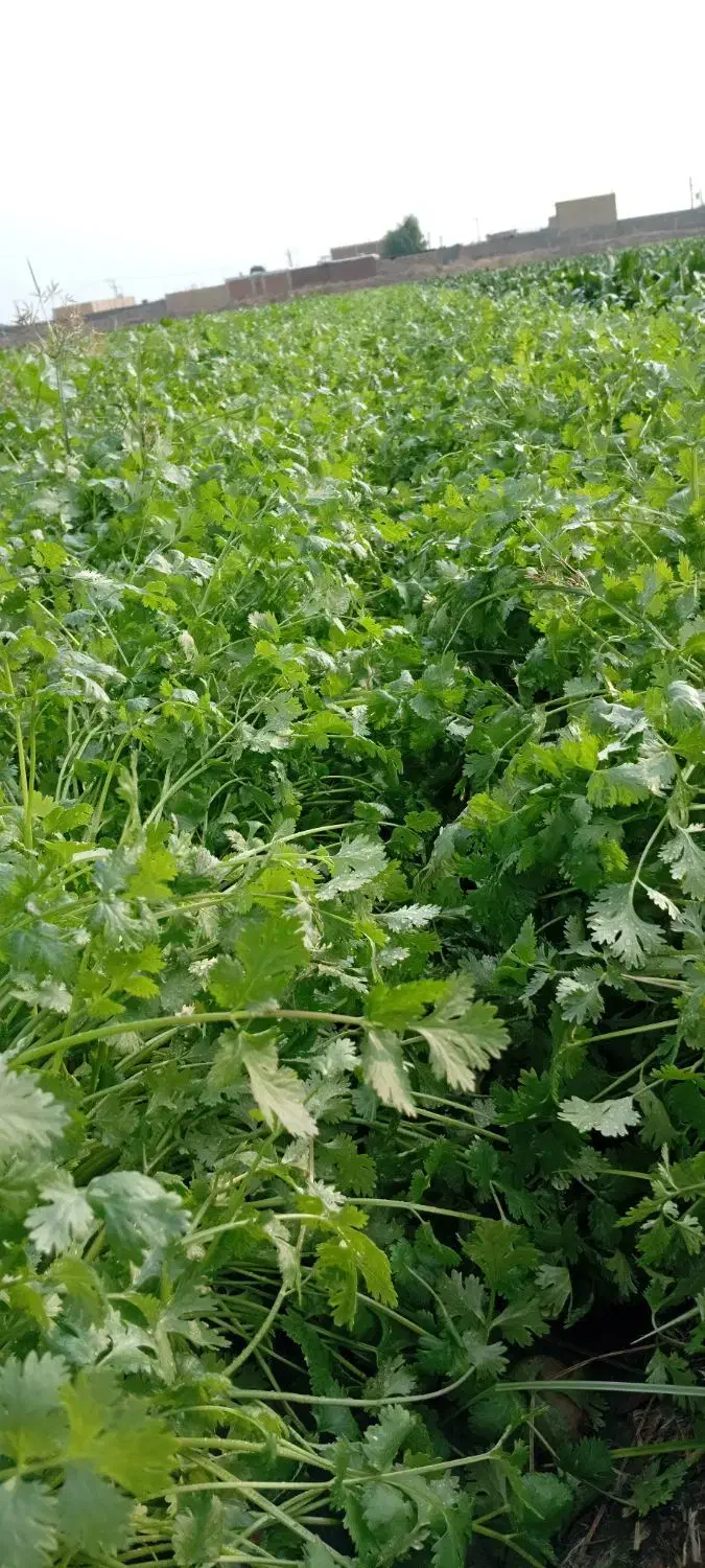 سبزی دزفول تمیز و سالم|عمدهفروشی|دزفول, |دیوار