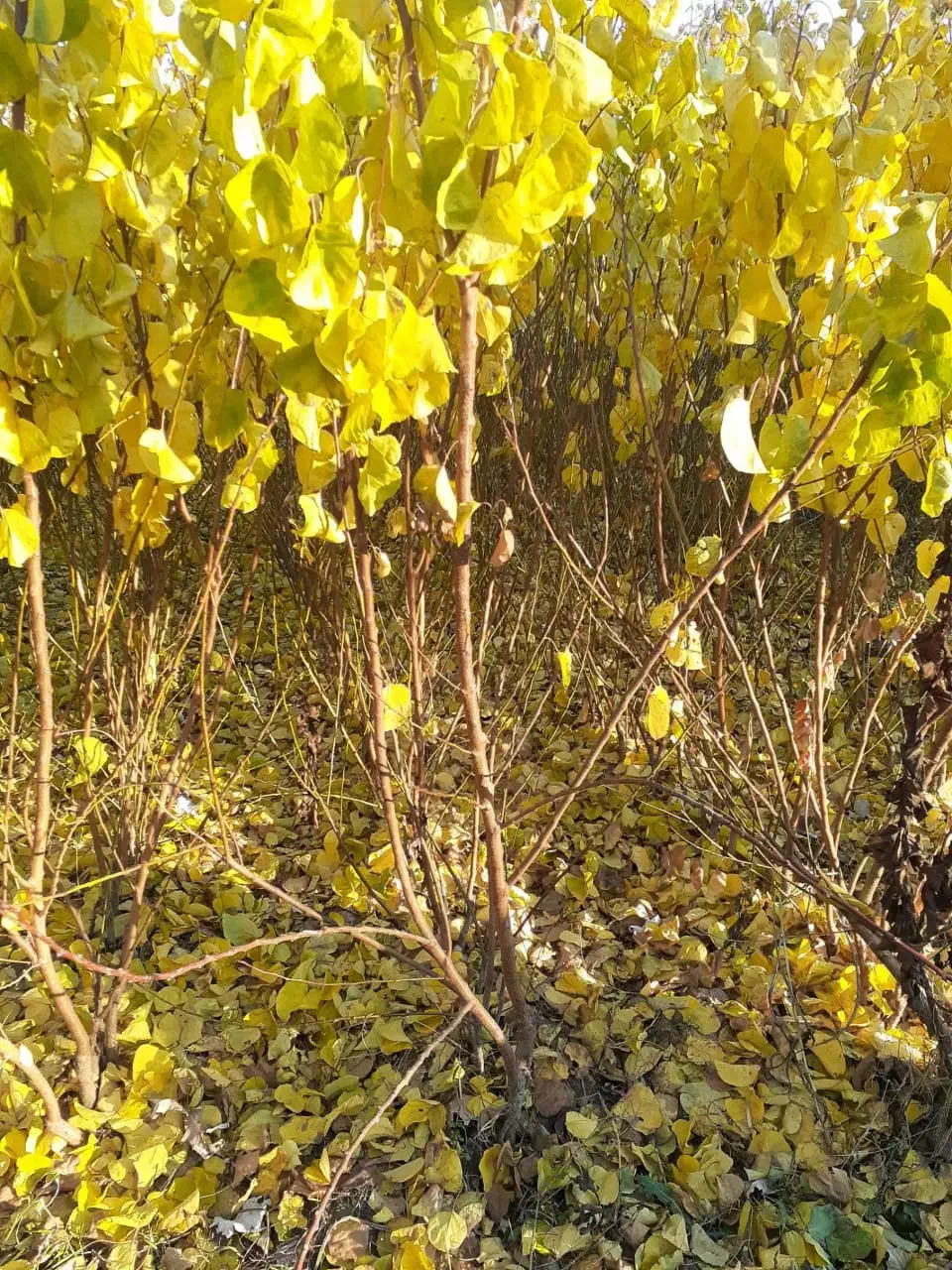 نهـالـهای اصــلاح شده مناسب مناطق مختلف|خدمات باغبانی و درختکاری|آباده, |دیوار