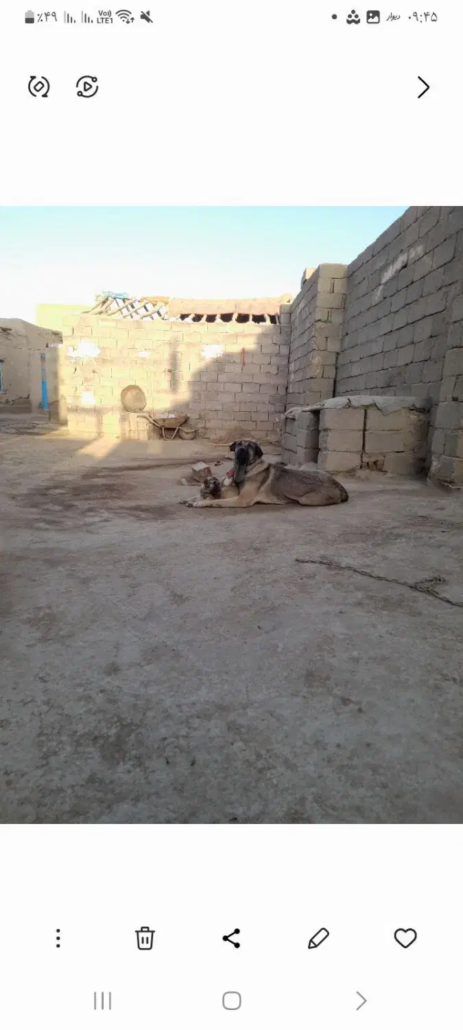 سگ پژدر|سگ|شراء, |دیوار