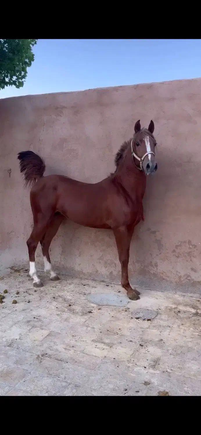 اسب کرد|اسب و تجهیزات اسبسواری|لنجان, |دیوار