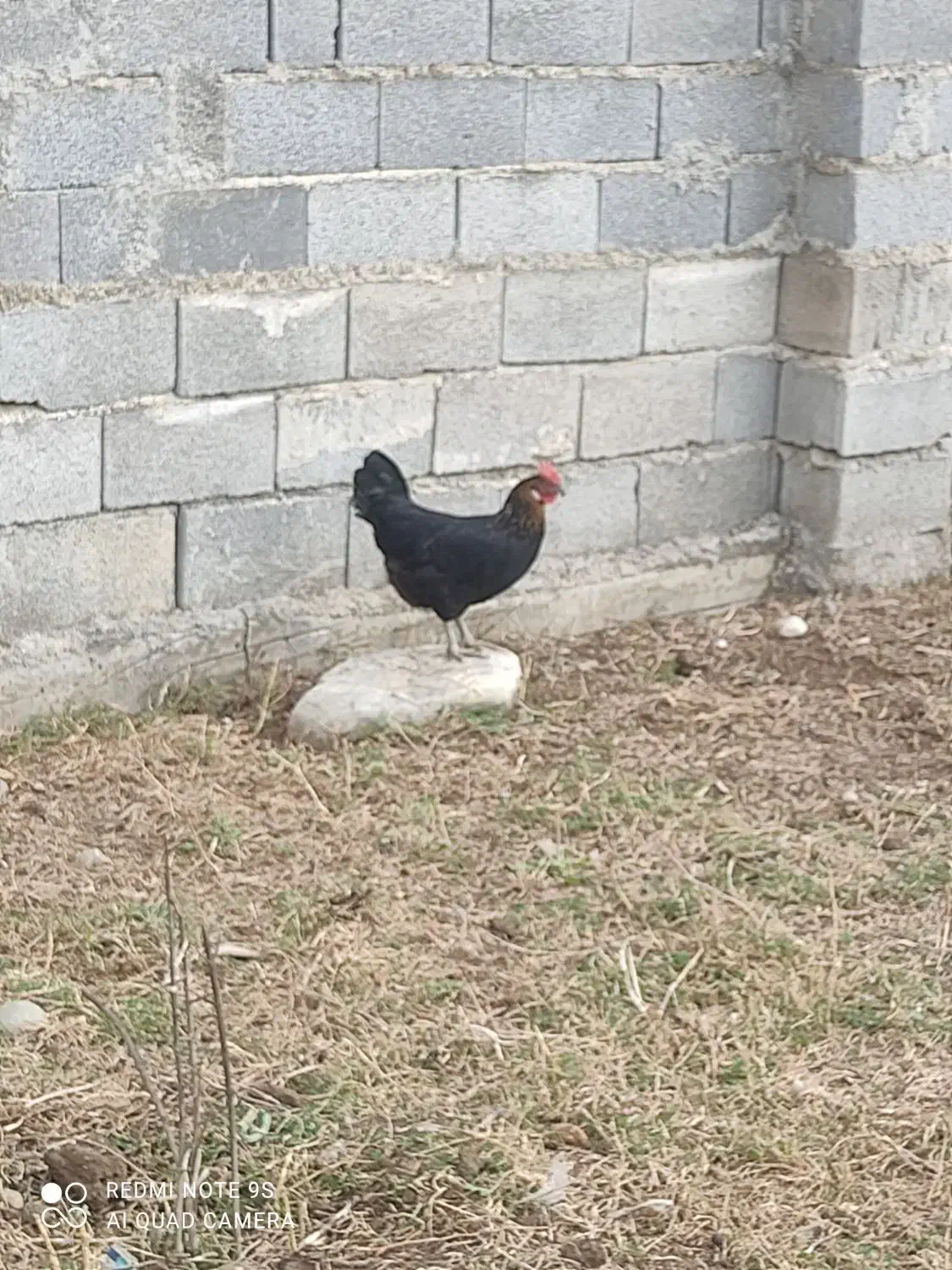 2عددمرغ تخم گذار و جوجه محلی اصل|حیوانات مزرعه|آق قلا, |دیوار