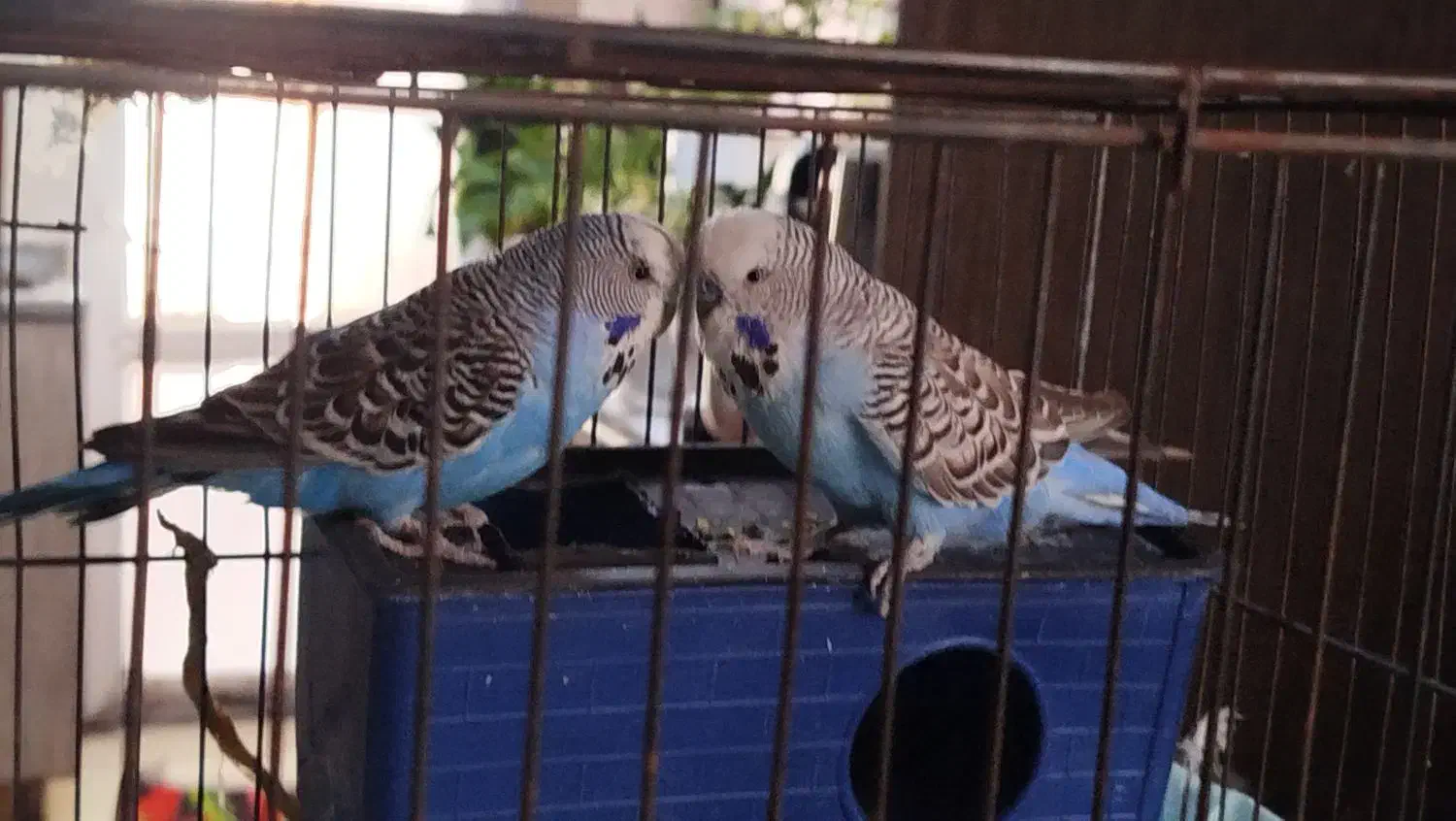 مرغ عشق|پرنده|رباط‌کریم, مسکن مهر آبشناسان|دیوار