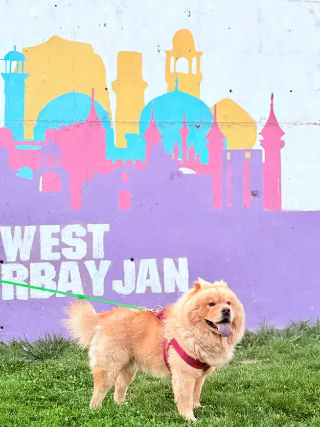 سگ چاو چاو|سگ|ارومیه, |دیوار