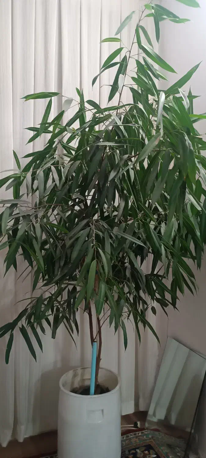 گل بنجامین امستل|گل و گیاه طبیعی|مشهد, رسالت|دیوار