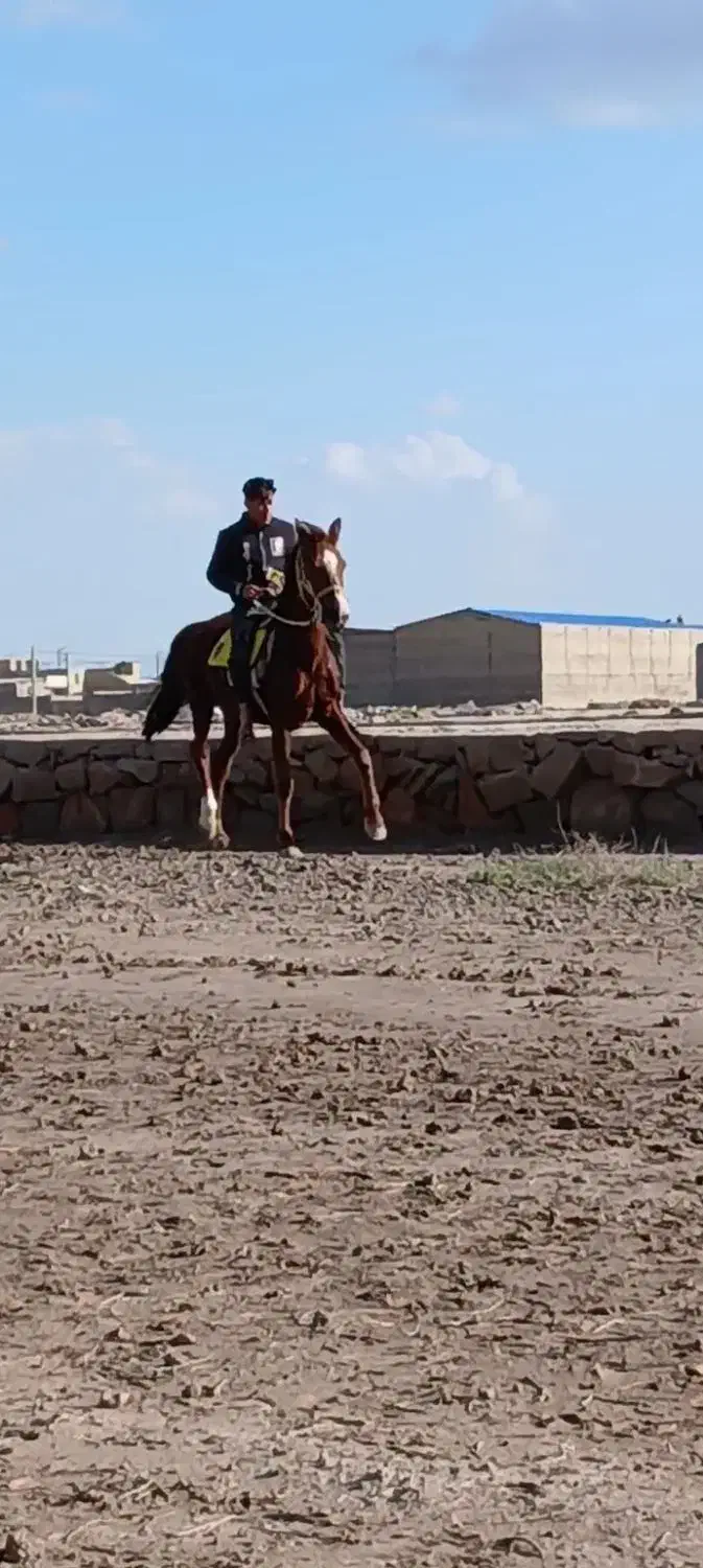 اسب|اسب و تجهیزات اسب‌سواری|اهواز, کوی علوی|دیوار