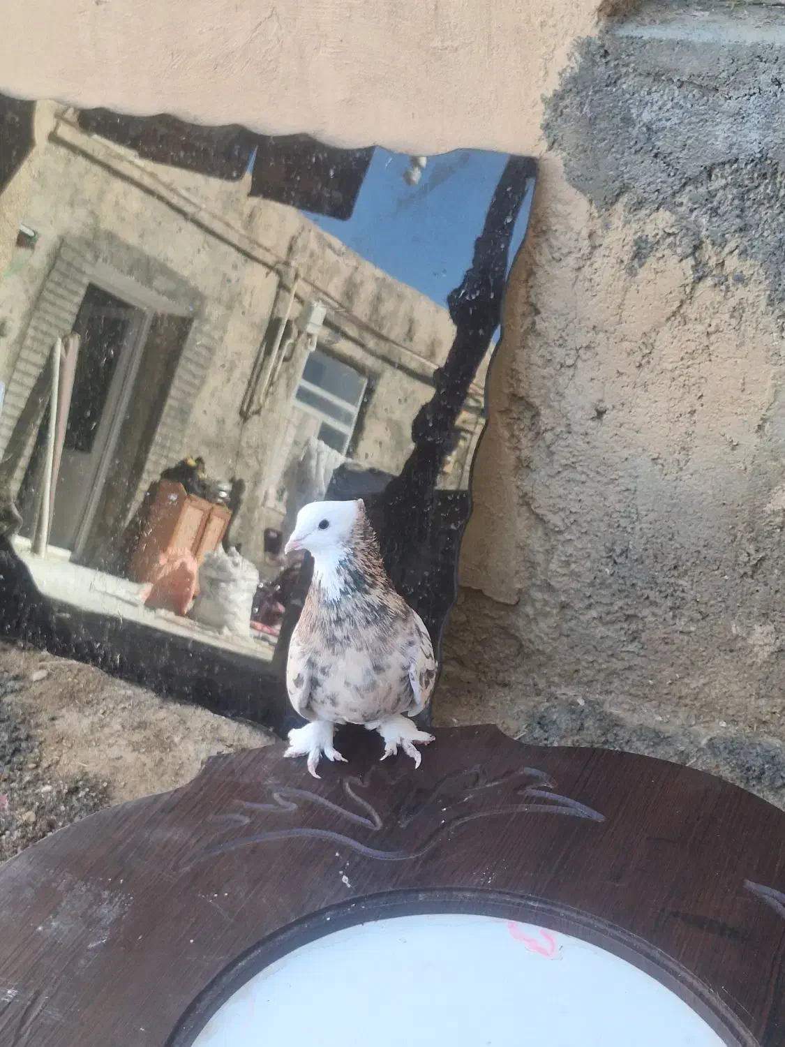 گلی سرور|پرنده|ساروق, |دیوار