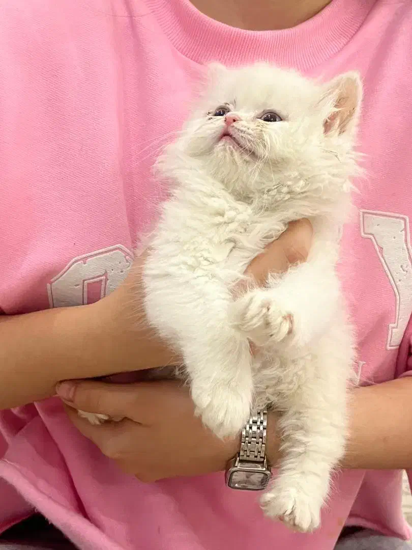 گربه پرشین|گربه|اسلامشهر, زرافشان|دیوار