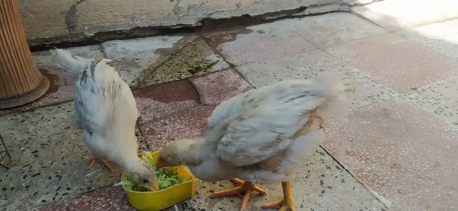 جوجه محلی|حیوانات مزرعه|کازرون, |دیوار