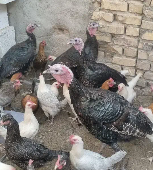 بوقلمون برنز|حیوانات مزرعه|اردکان, |دیوار