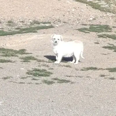 سگ..|سگ|زنجان, |دیوار