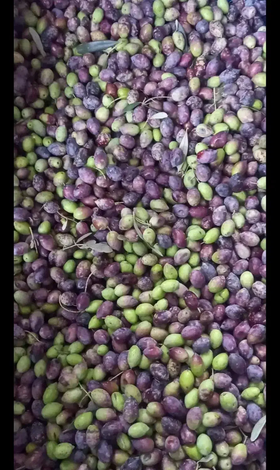 زیتون روغنی|خوردنی و آشامیدنی|مینودشت, |دیوار