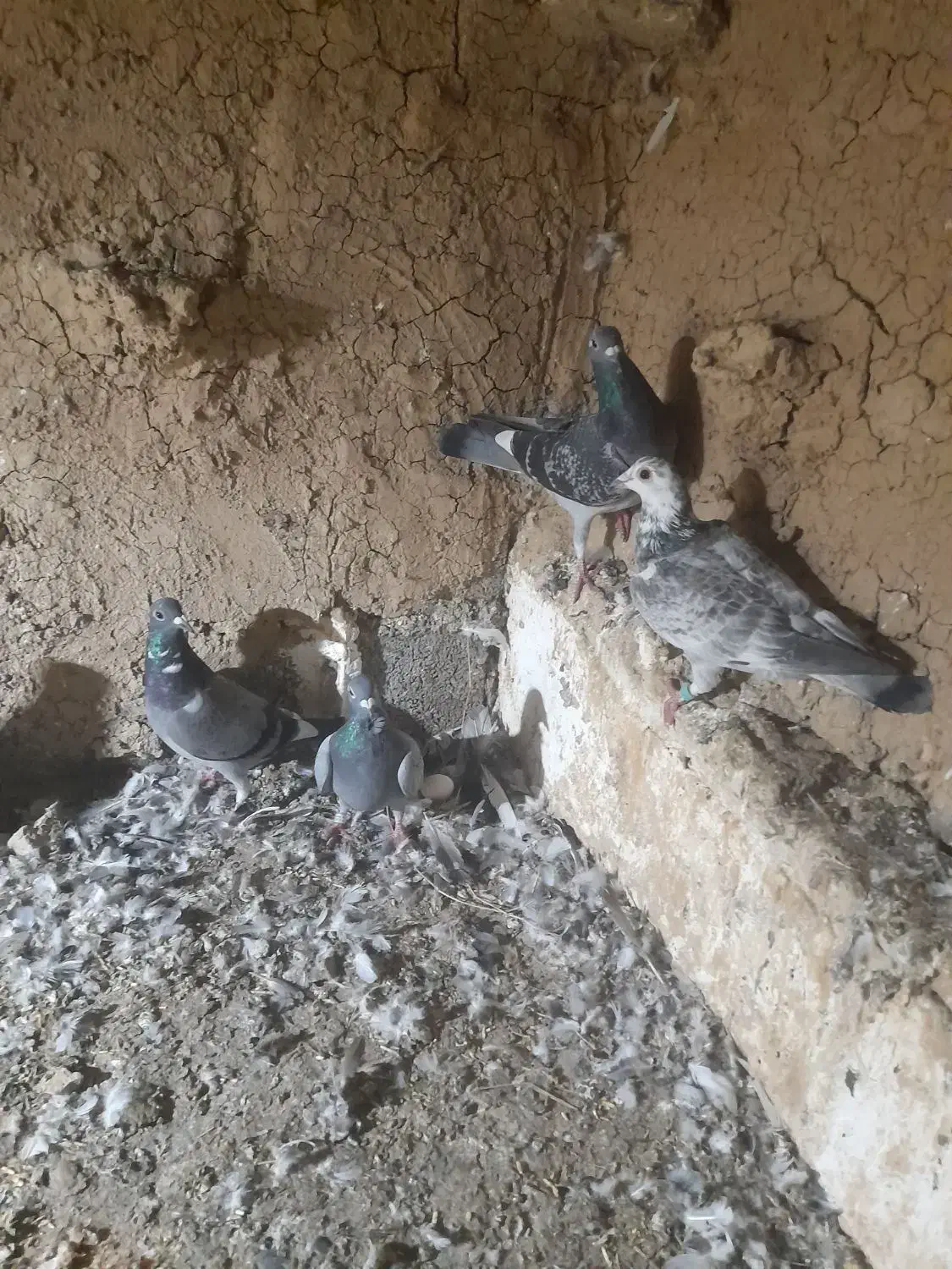 س چند جفت کبوترسالم سرمست المانی|پرنده|سورک, |دیوار