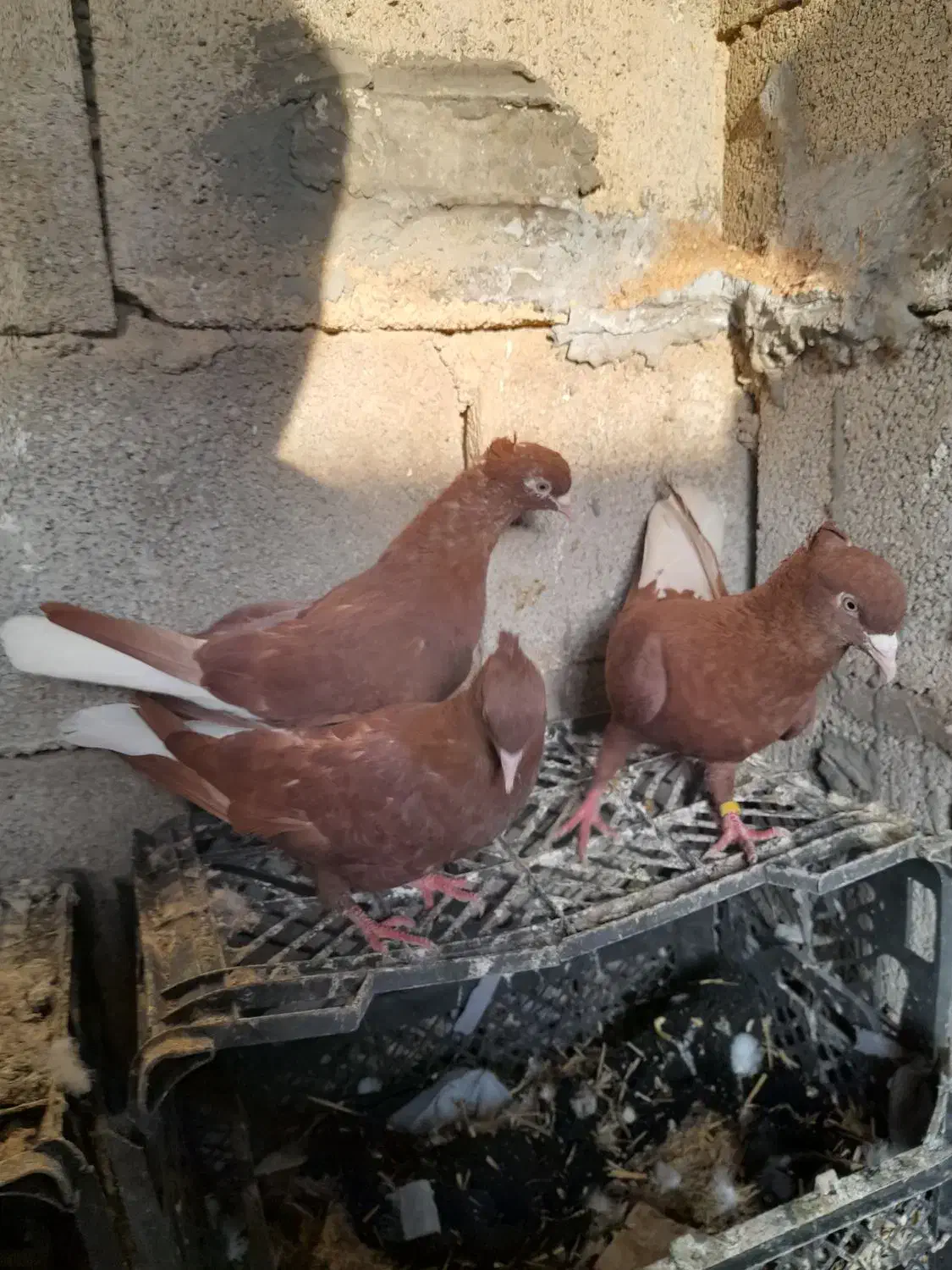 دم سفید|پرنده|مسجد سلیمان, |دیوار