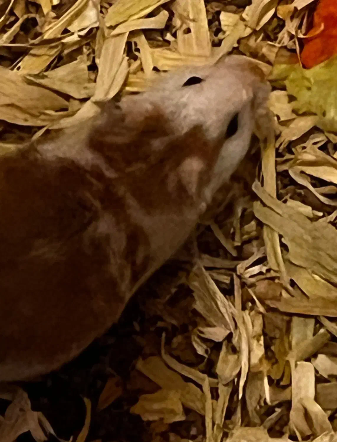 همستر های سوری ماده|موش و خرگوش|قم, شهرک قدس|دیوار