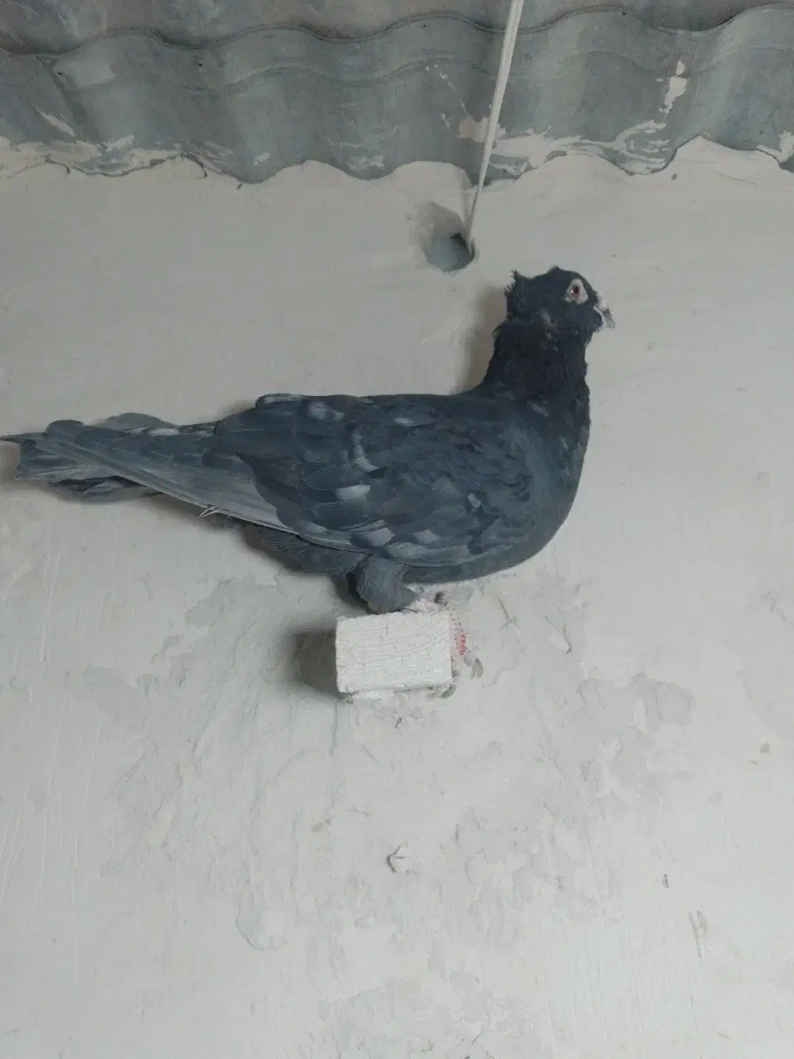 موشی کاکلی|پرنده|سلامی, |دیوار