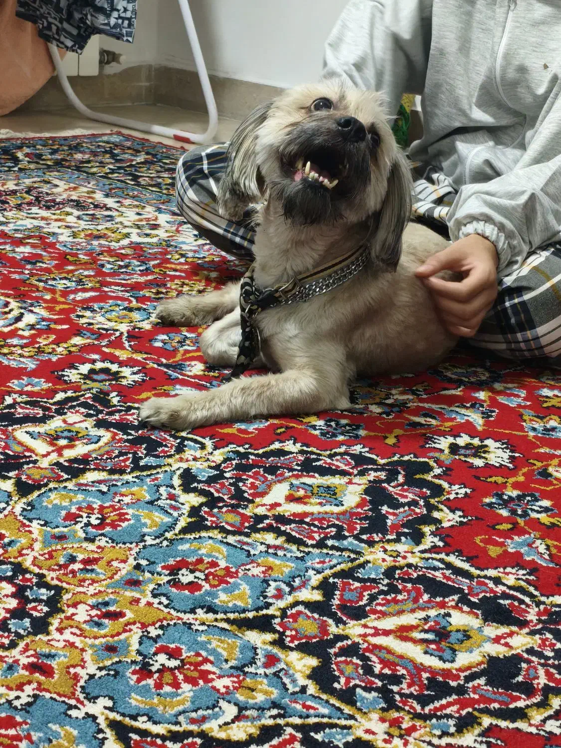 واگذاری سگ مودب و دست آموز|سگ|پاکدشت, پاکدشت (مامازند)|دیوار