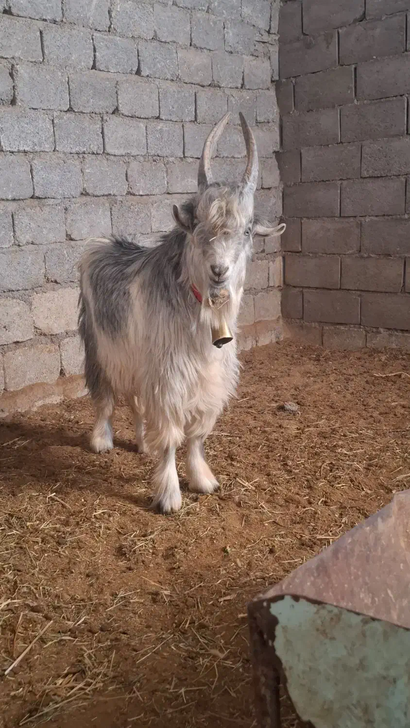 بزقاله دوبری ترکی|حیوانات مزرعه|بن, |دیوار