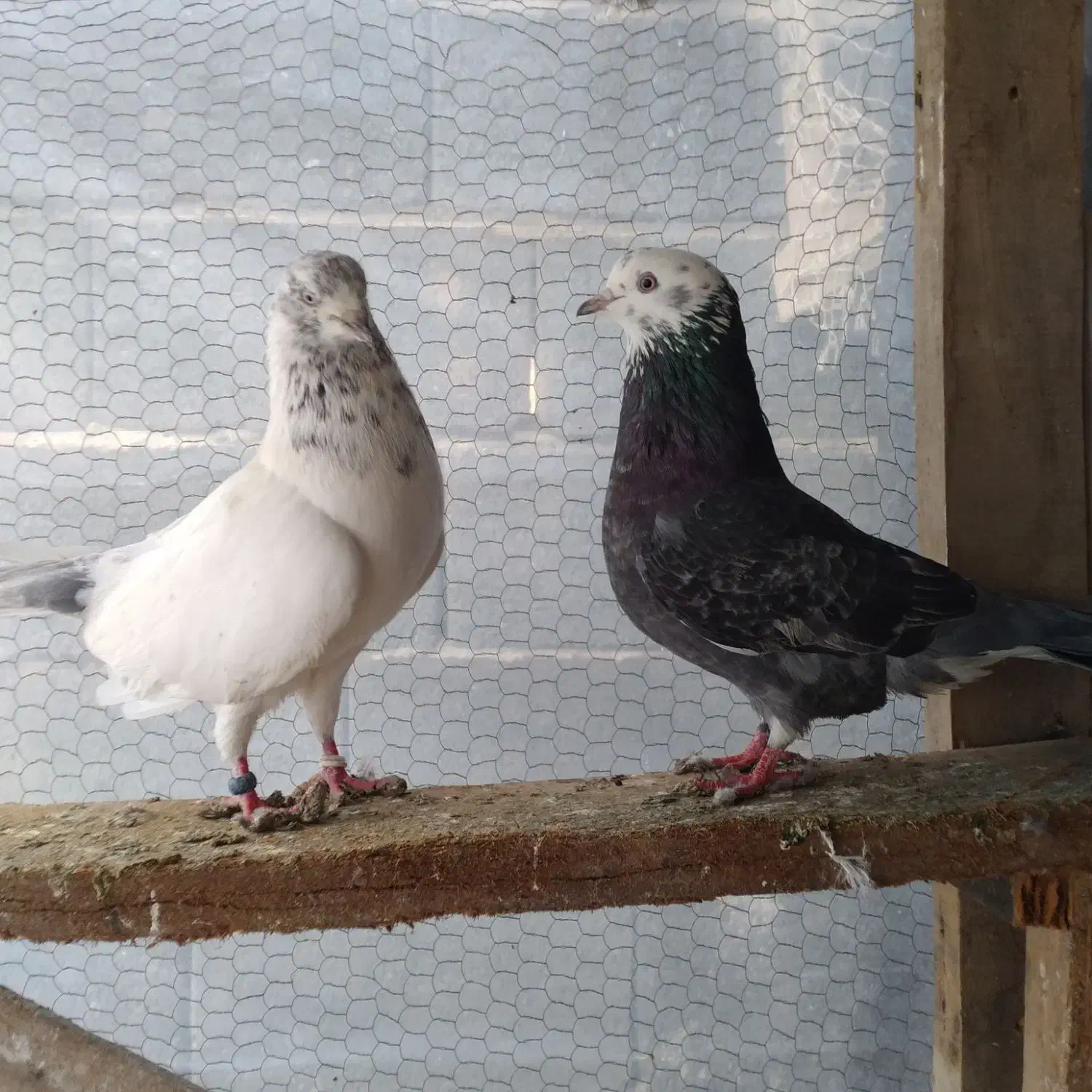 کبوتر تکپر|پرنده|بندر ترکمن, |دیوار