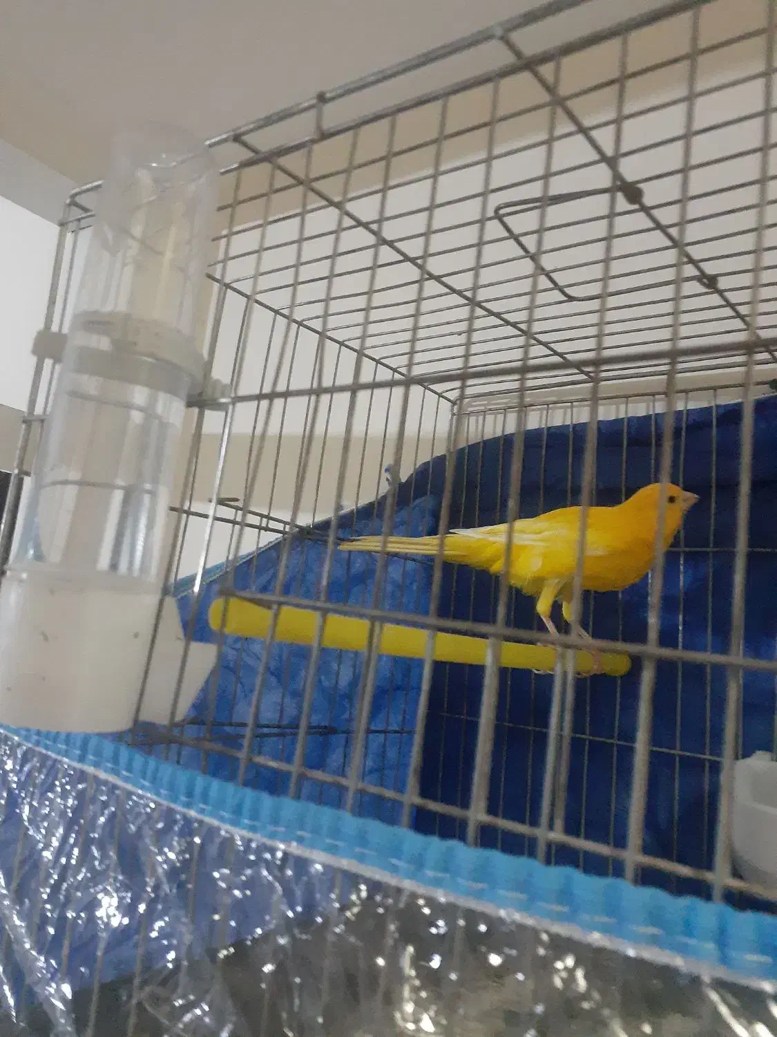 قناری طلایی ماده|پرنده|شیراز, شهرک مطهری|دیوار